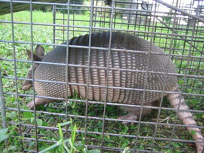 armadillo trapping